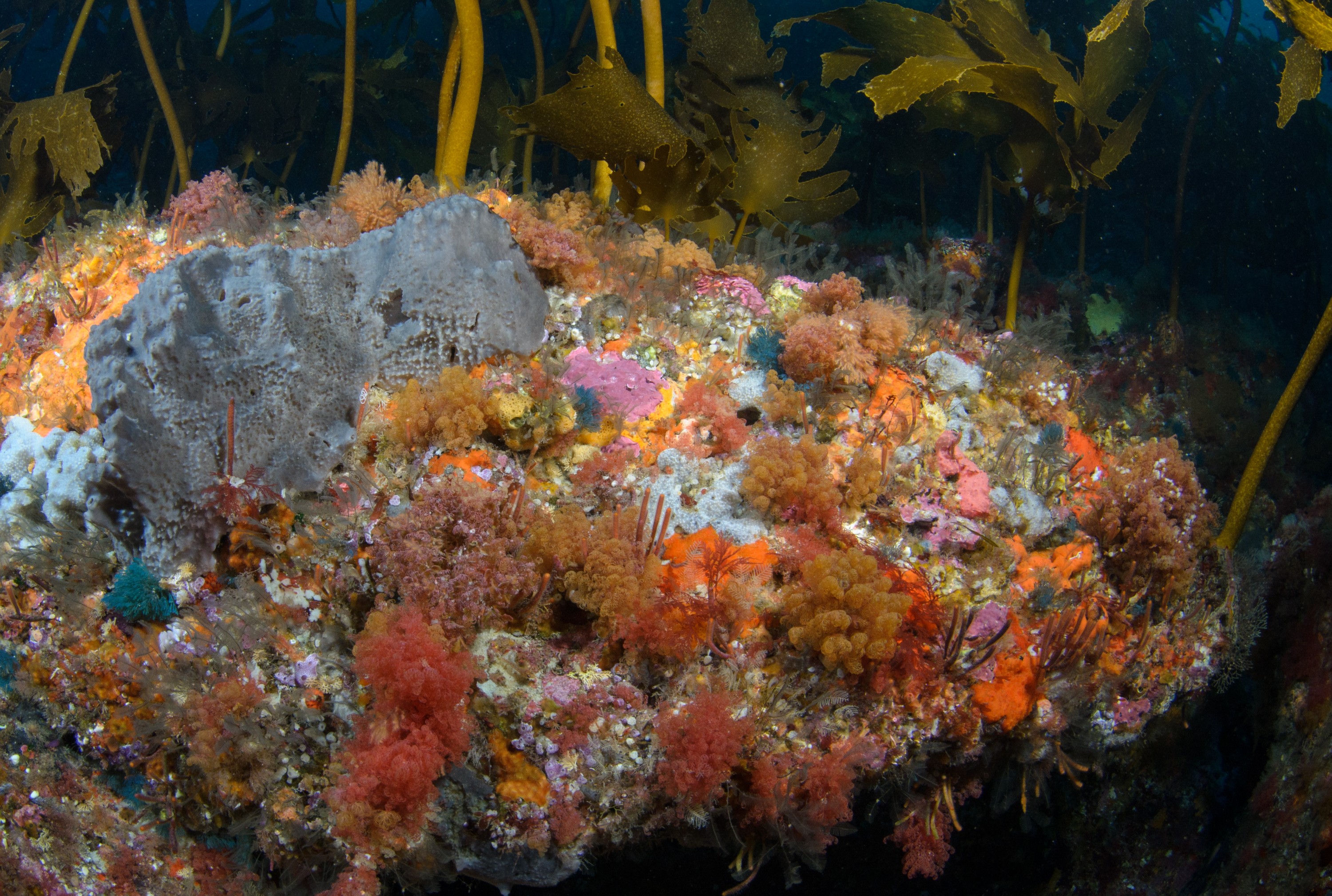 DSC_2704 – crispin, nz, new, zealand, new zealand, aug16_cm, Poor, Knights, Reef, bryozoan, algae, kelp, colour, colourful